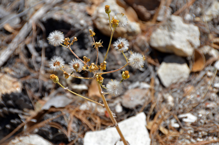 Oak Creek Ragwort has Dandelion type puff-ball fruit heads that are called cypselae.  Packera quercetorum